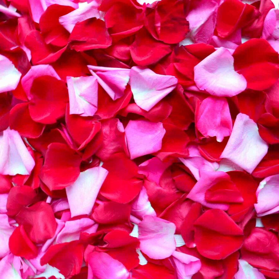 Красно-розовые лепестки роз